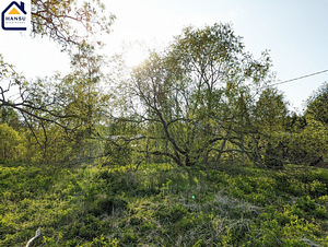 Harju maakond, Kuusalu vald, Salmistu küla, pedasaare tee 105 (5 foto / 19)