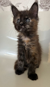 Maine coon tyttö (3 valokuva sivusta 5)