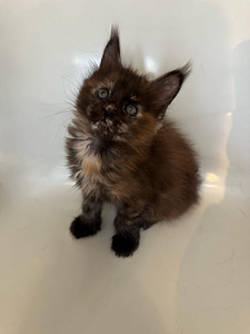 Maine coon tyttö (5 valokuva sivusta 5)