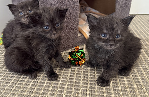 2 puhdasrotuista maine coon tyttö pentua