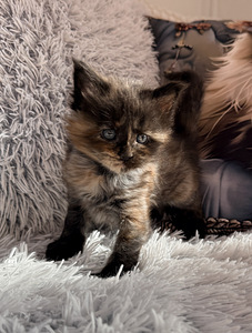 Maine coon. (2 valokuva sivusta 7)