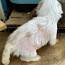 Hiina harjas koer - hiina harjas (foto #4)
