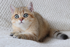 Британский котенок (3 фото из 3)