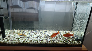 Akvaarium Juwel primo 70 kaladega (2 foto / 6)