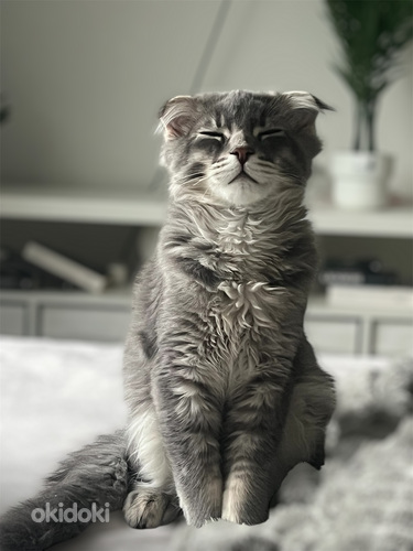 Scottish fold x maine coon kissanpenttu (2 sivusta 2)