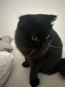8kk kissa (4 valokuva sivusta 6)