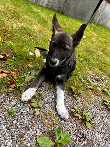 Sekarotuinen/saksanpaimenkoira mix Luna