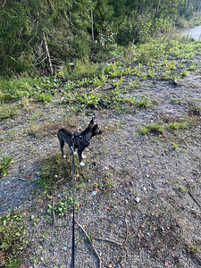 Sekarotuinen/saksanpaimenkoira mix Luna (5 valokuva sivusta 7)