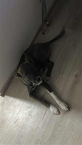 Sekarotuinen/saksanpaimenkoira mix Luna (7 valokuva sivusta 7)