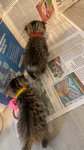 Suloiset, Leikkisät Kissanpennut Etsivät Rakastavia Kotia (6 valokuva sivusta 7)