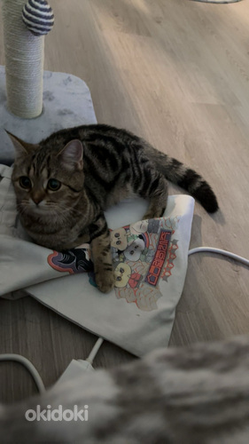 Kissa etsii uutta kotia