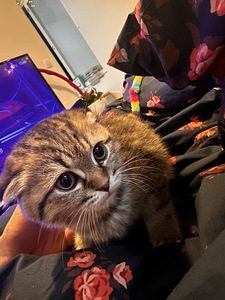 Scottish fold/ siperia (3 valokuva sivusta 4)