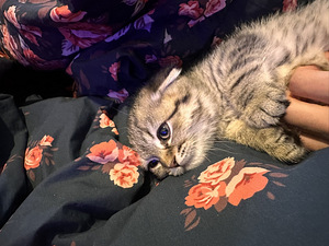 Scottish fold/ siperia (4 valokuva sivusta 4)