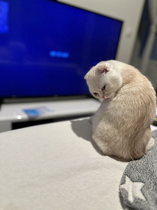 4kk kissa etsii omaa kotia (3 valokuva sivusta 5)