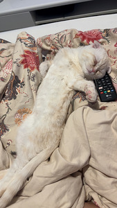 4kk kissa etsii omaa kotia (4 valokuva sivusta 5)