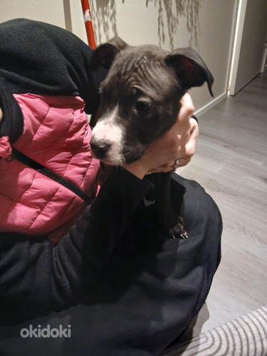 Anerican bully uros ja narttu pennur