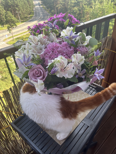 Шотландская вислоухая кошка ищет дом