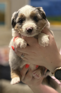 Pieniamerikanpaimenkoira (2 valokuva sivusta 7)