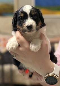 Pieniamerikanpaimenkoira (5 valokuva sivusta 7)