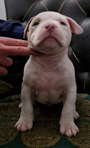 American bully (4 valokuva sivusta 5)