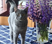 Nuori kissaneiti