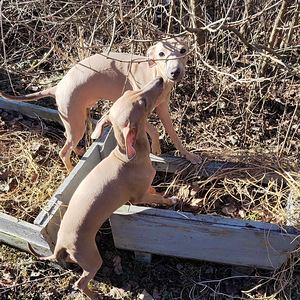 Italianvinttikoira pennut
