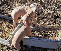 Italianvinttikoira pennut