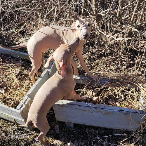 Italianvinttikoira pennut