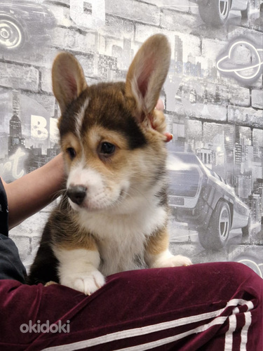 Velsas korgijs pembrokes