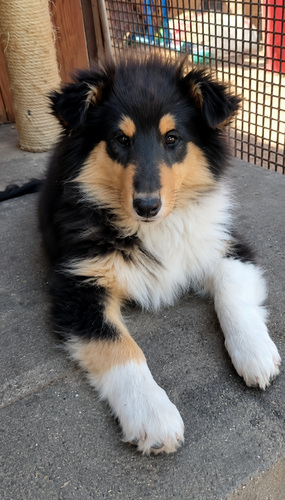 Pikakarvaline collie kutsikas – emane