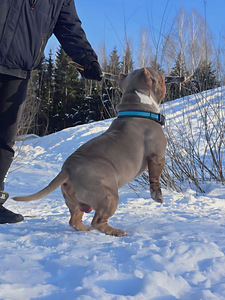 Ameerika Bully pocket (6 foto / 6)