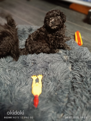 Piedāvāju rezervēt toiterjera kucēnus