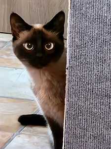Siiami kass otsib peigmeest (1 foto / 2)