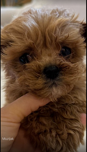 MALTIPOO KUTSIKAD (3 foto / 5)