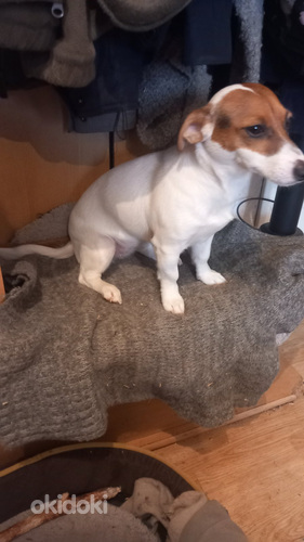 Jack Russell terjer