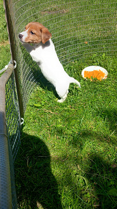Jack Russelli terjeri (1 foto / 3)