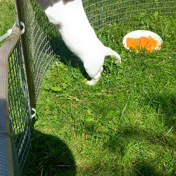 Jack Russelli terjeri