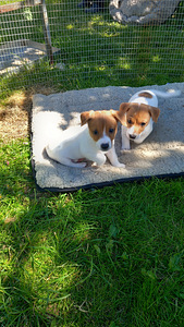 Jack Russelli terjeri (3 foto / 3)