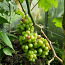 1-aastased viinamarja seemikud (foto #2)