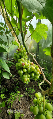 1-летние саженцы винограда (фото #2)