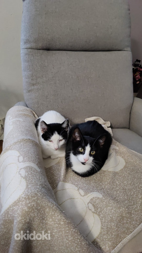 Ihania maatiais kissanpentuja