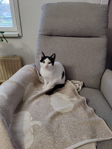 Maatias kissanpentuja (3 valokuva sivusta 4)