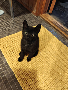 Ihania maatiais kissanpentuja (3 valokuva sivusta 6)