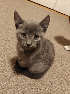 Ihania maatiais kissanpentuja (4 valokuva sivusta 6)