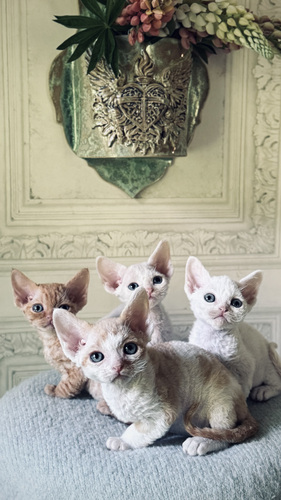 Devon Rex kassipojad otsivad armastavat kodu!