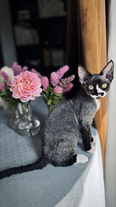 Devon Rex kassipojad otsivad armastavat kodu! (8 foto / 8)