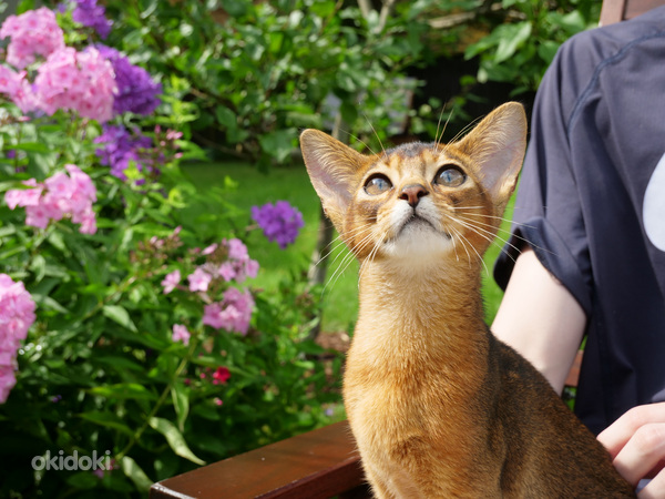 Клубная абиссинская девочка