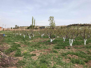 Հողատարածք (10 լուսանկար / 31)