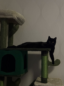 Naaras kissa (2 valokuva sivusta 4)