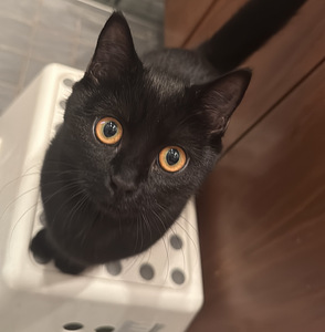 Naaras kissa (1 valokuva sivusta 4)